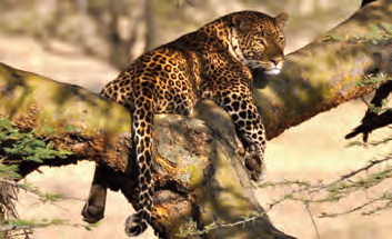 6_7_8_21_photographic_safaris_lr