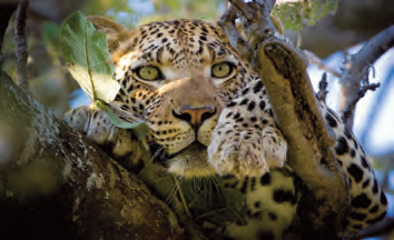 6_7_8_25_photographic_safaris_lr