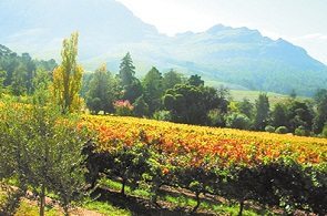 Cape The Winelands