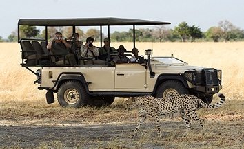 Game drive vehicle with cheetah