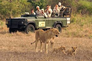 mala mala game drive
