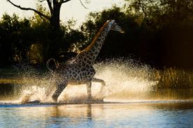 Linyanti giraffe running in water