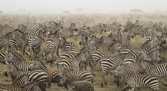zebra migration - Turner, Kathy 2014