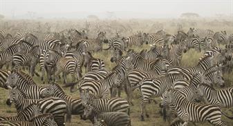 zebra migration - Turner, Kathy 2014