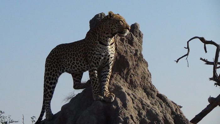 2013_8_3_Leopard photo by Mark Nolting