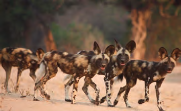 6_7_8_18_photographic_safaris_lr