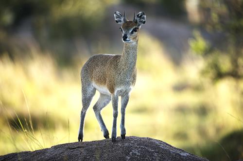 Babies - 1st - 10f - Girardot, Jean-Marie