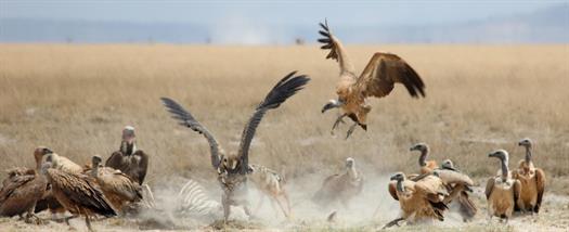 Birds - 1st - 13 - Douglas, Becky