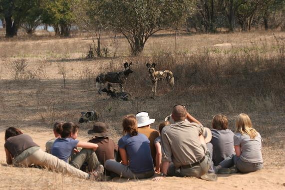 Mana Pools walking with Wild Dog