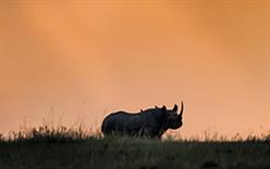 Rhino Newsletter