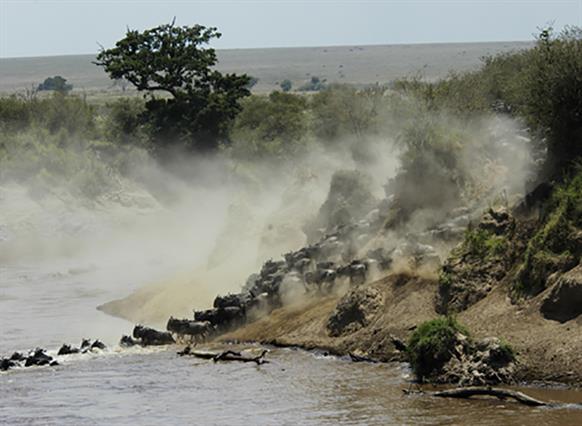 Sala's Camp-Wildebeest lr