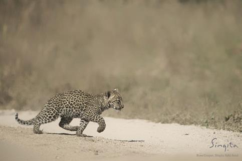 Singita leopard