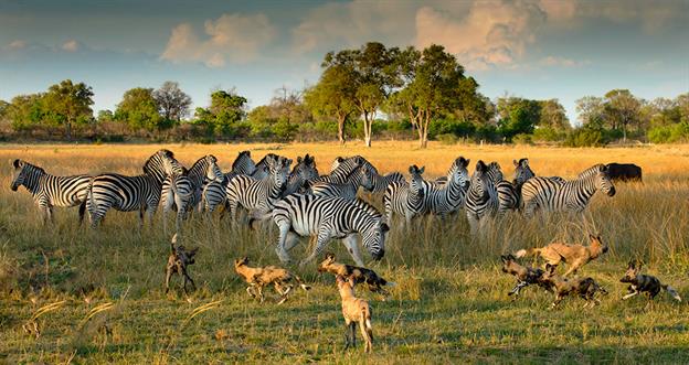 Wildlife - 1ST PLACE - - Tim Kuhn