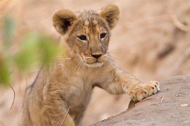 lion cub at Kwihala