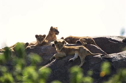 lion-cubs-Serengeti-Dunia
