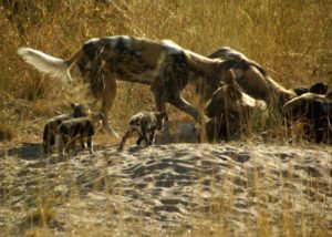 wild-dogs-family