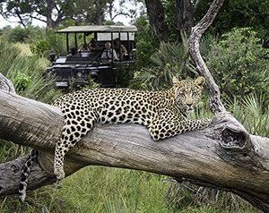 ws game drive vehicle