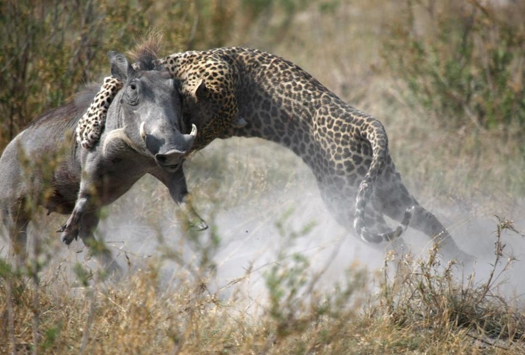 Guide : Spencer at Lebala Tour operator : Gondwana DMC and 7 th Sense