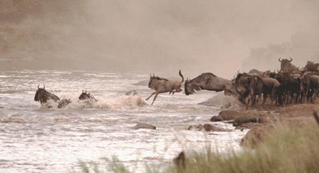 migration image