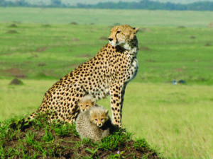 cheetah-babies-hamman-maritza-lr