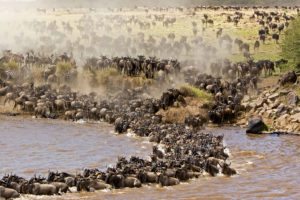 the-wildebeest-migration-fun-facts-about-the-migration