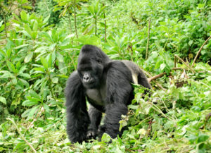 7-new-silverback