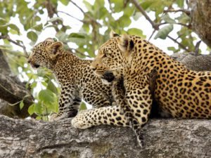 leopard-botswana