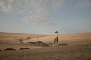 serengeti-northern-giraffe