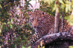 leopard-tree
