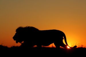 lion-sunset-bjoubert