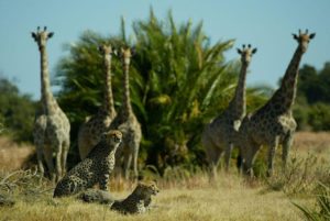 vumbura-plains-cheetah-and-giraffe