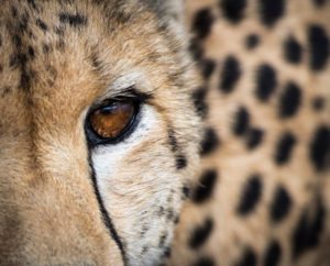 cheetah-eye