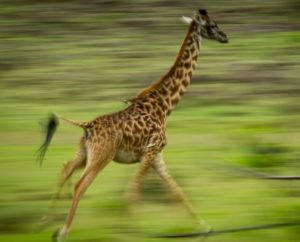 giraffe-running