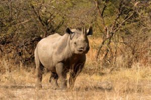 mombo-black-rhino