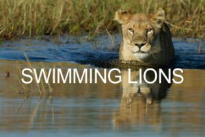 swimming-lions