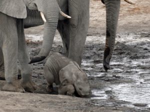wildlife-baby-ele-drinking-water