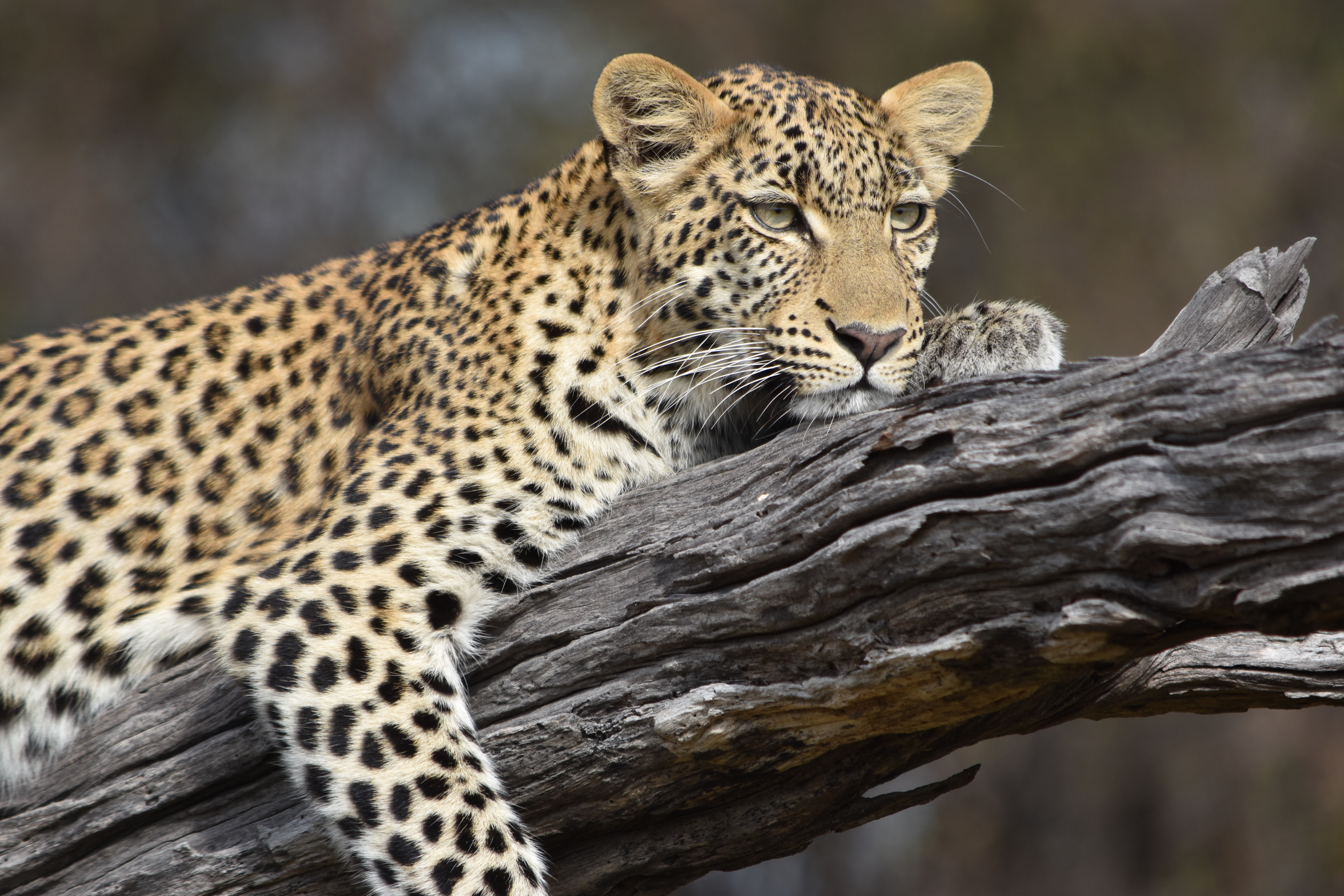 botswana and rwanda safari