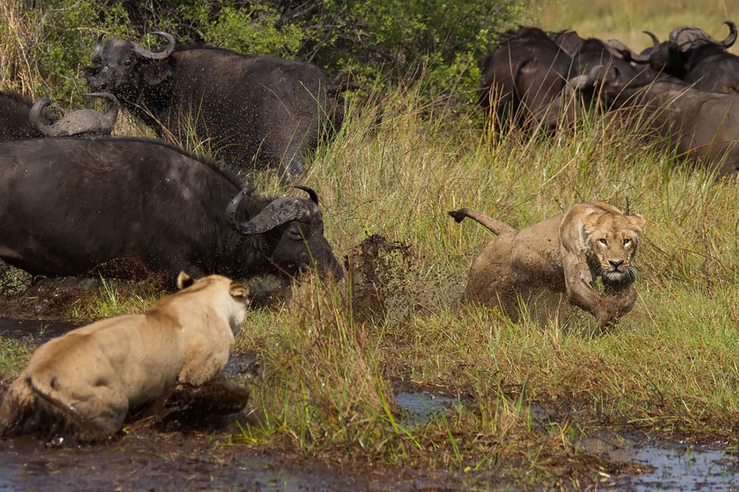 botswana and rwanda safari