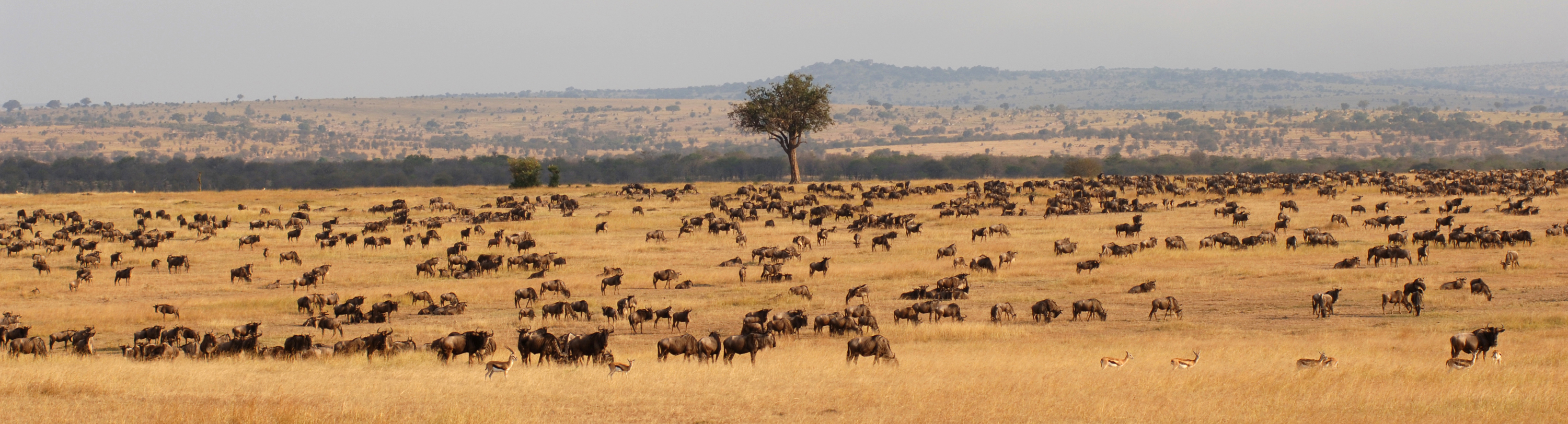 botswana and rwanda safari