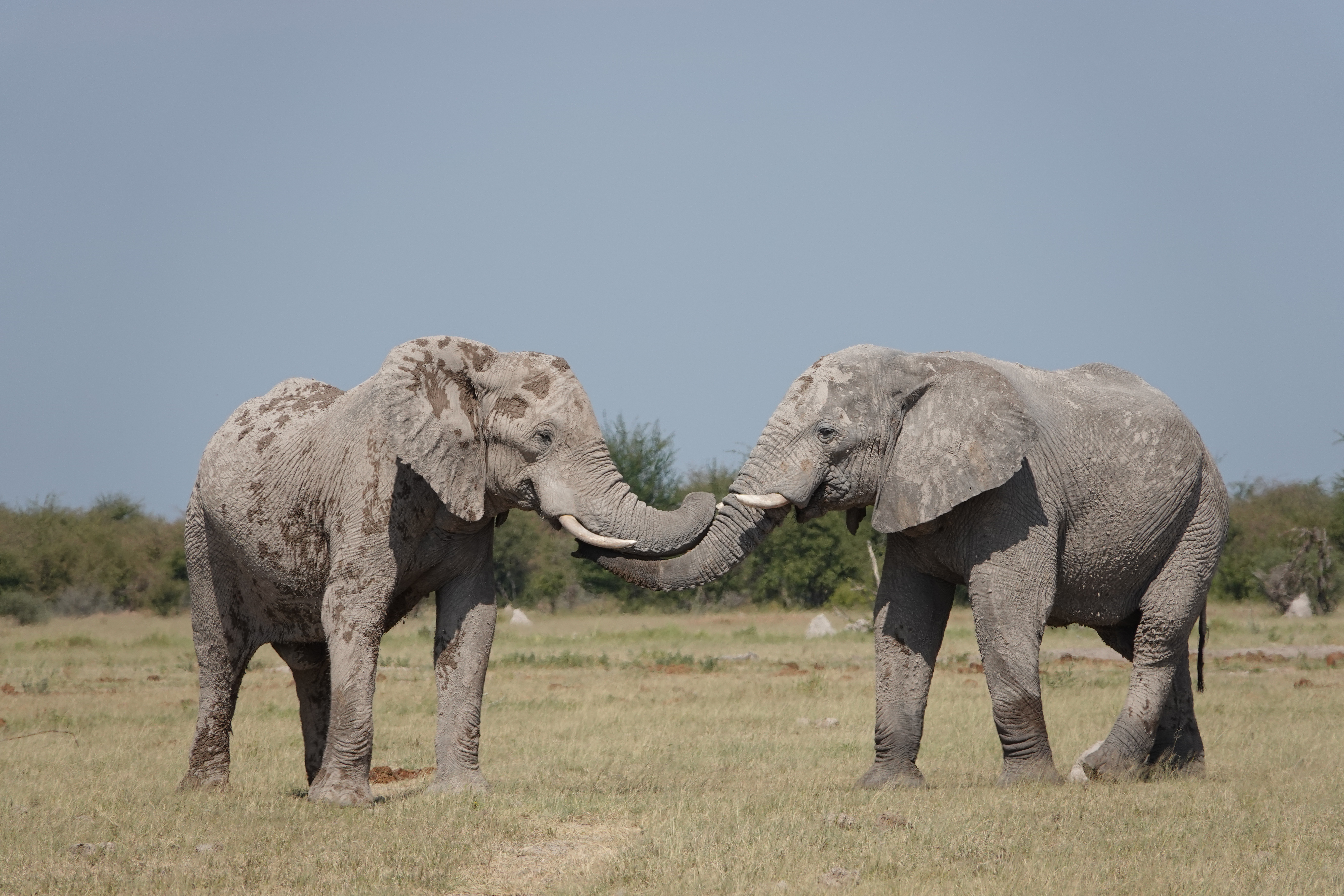 botswana and rwanda safari