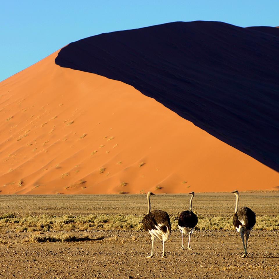 Namibia Safari