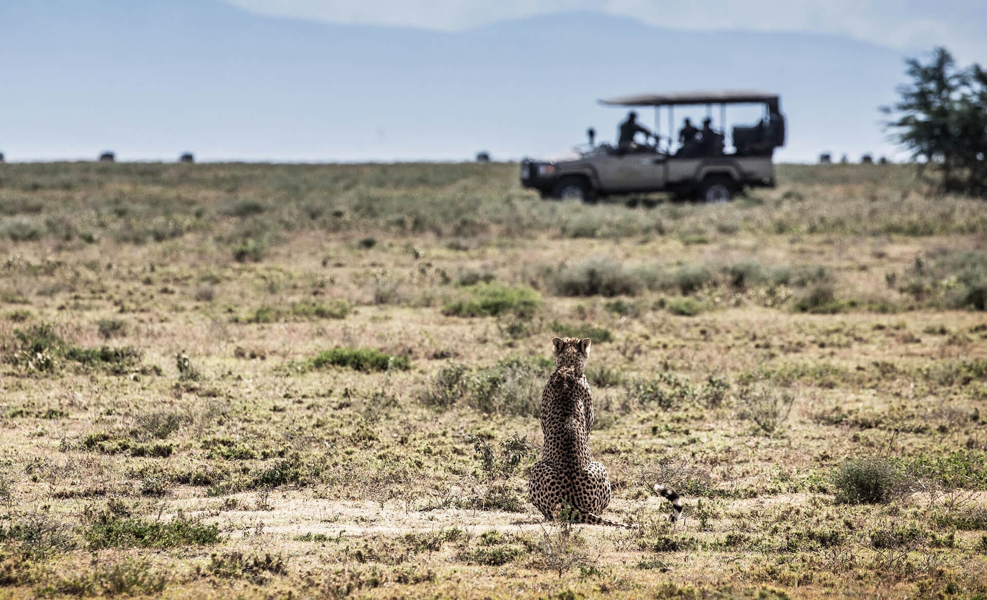 Legendary Serengeti Camp - Luxury seasonal Mobile Safari tented camp