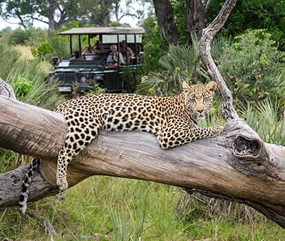 botswana zimbabwe safari