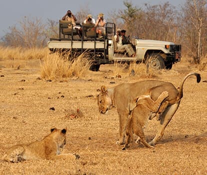 safaris to zambia