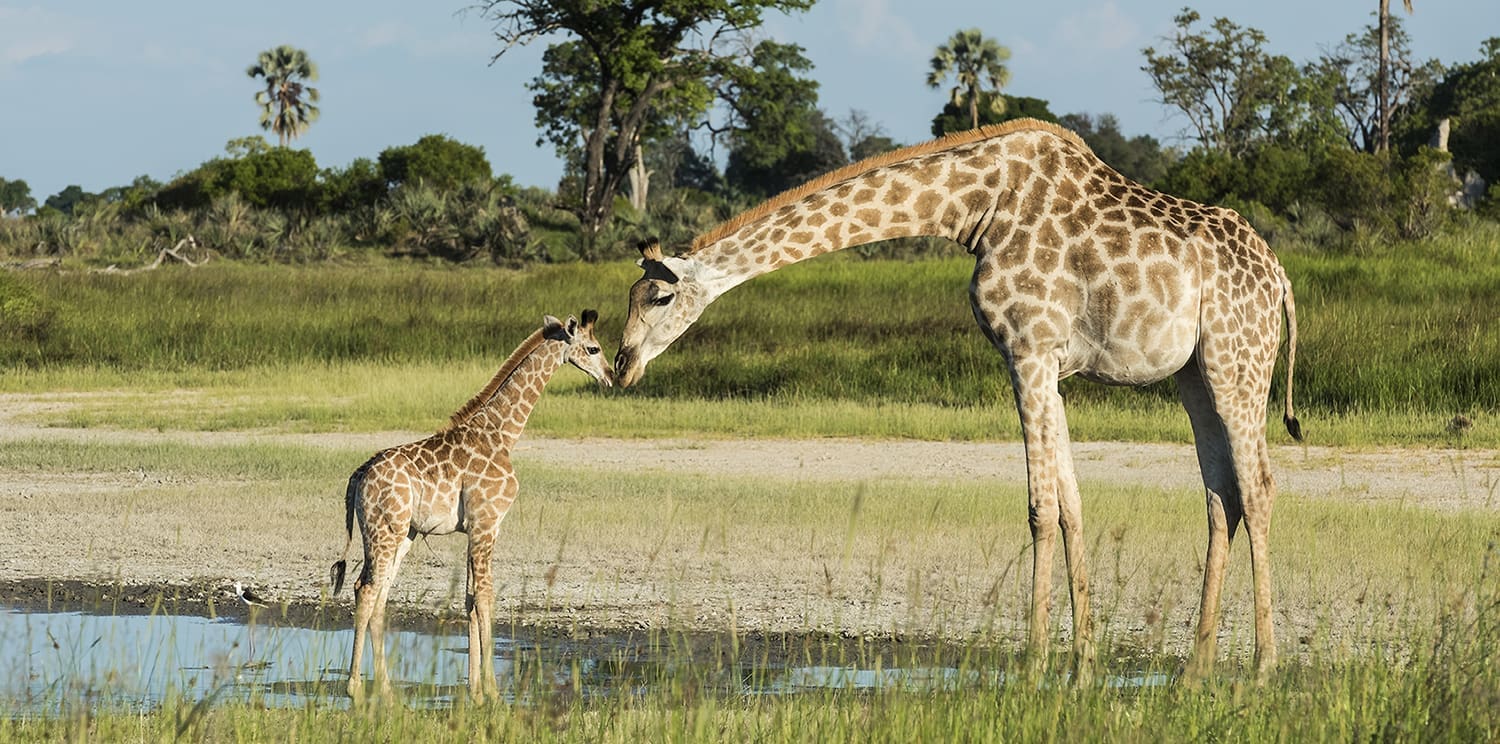 african safari giraffe