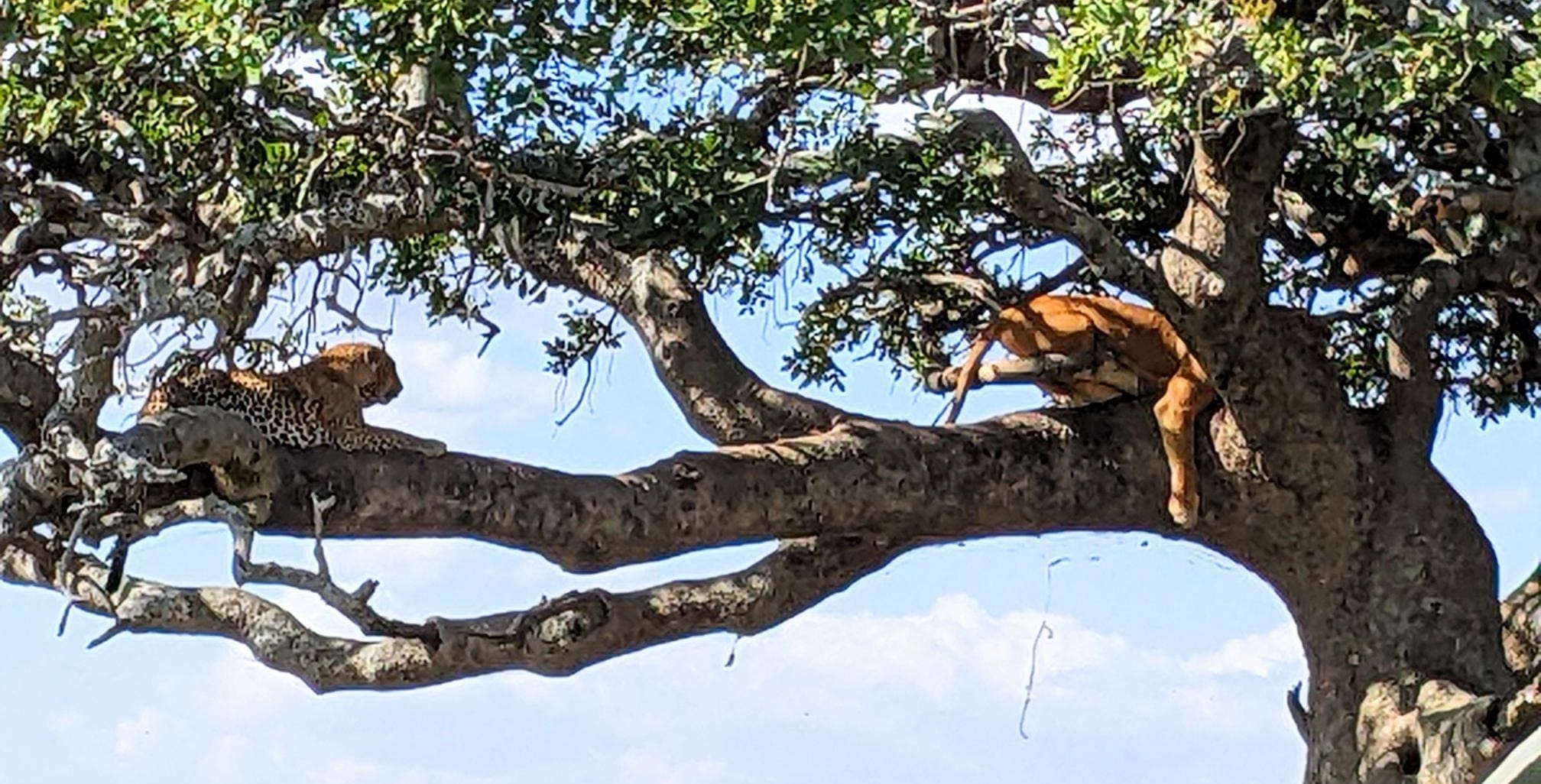 Royal Ngala Safaris  Legendary Serengeti Mobile Camp - Tanzania